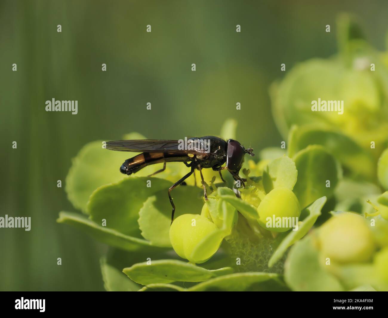 A closeup of a Platycheirus peltatus (Hoverfly) on a plant Stock Photo