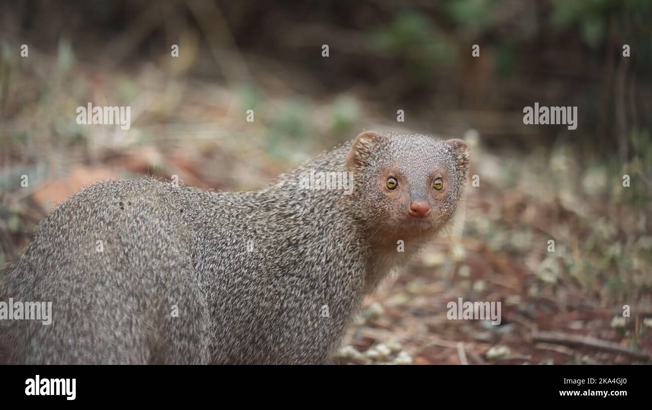 Wild indian grey mongoose hi-res stock photography and images - Alamy