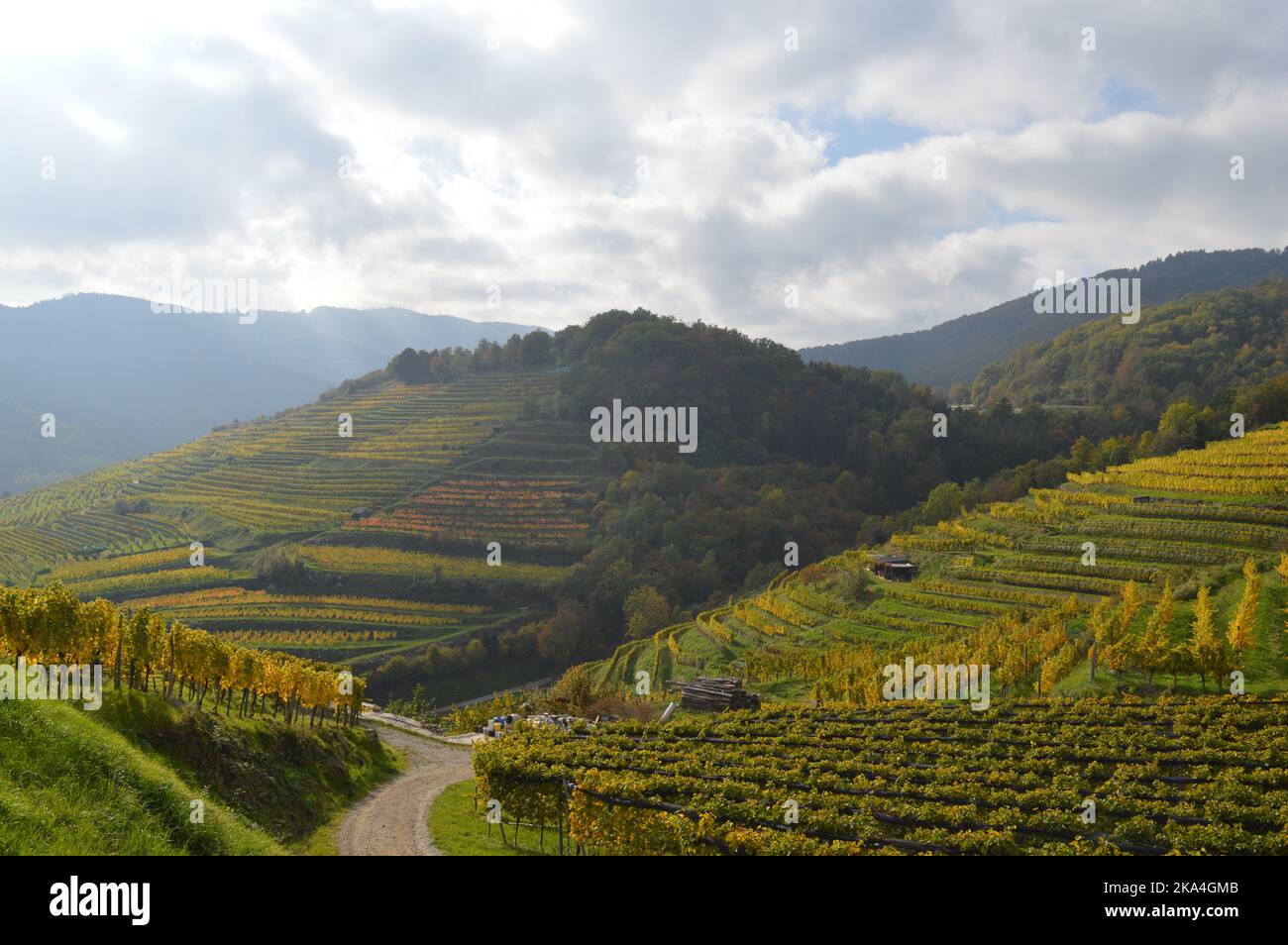 View to vineyards in Spitz an der Donau, Wachau, Lower Austria, Niederösterreich, Autumn, Erntezeit, harvesting season Stock Photo