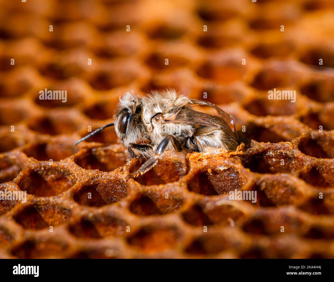 New honey bee emerging from cell Stock Photo Alamy