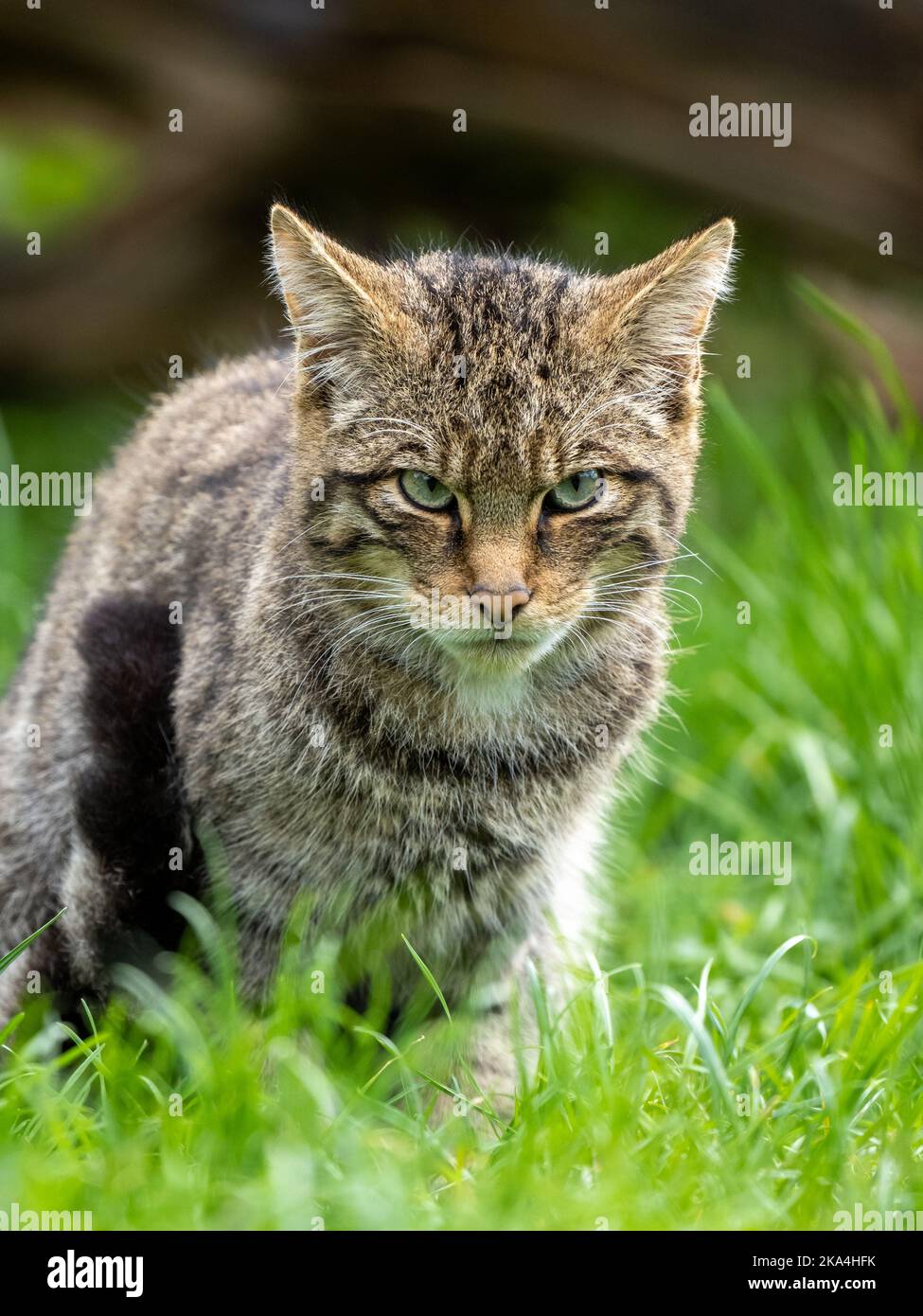 Female Scottish Wildcat Stock Photo