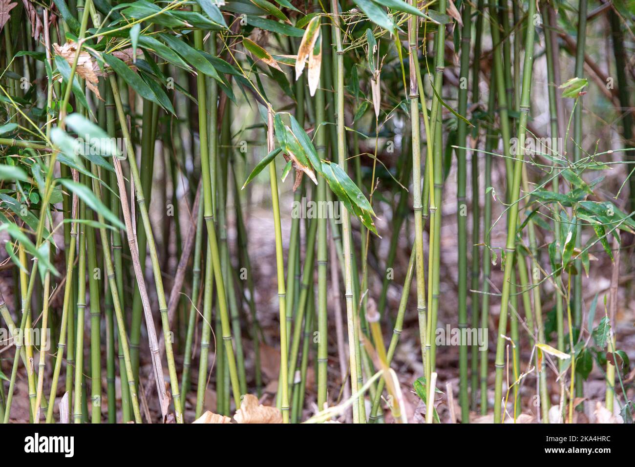 Small bamboo garden hi-res stock photography and images - Alamy