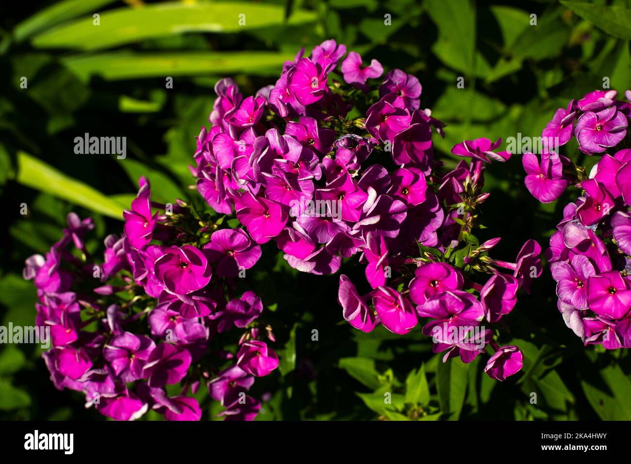Flowers In Garden Summer Flowers In Flower Bed Details Of Nature back-bed-details-in-autocad-cad-download-94-76-kb-bibliocad