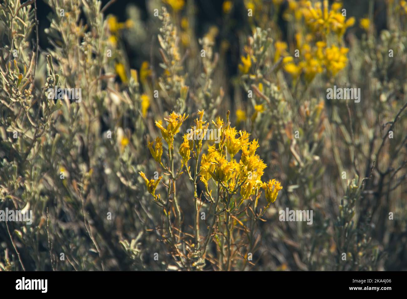 Desert or arid wildflower plaints, growing in the harsh landscape and lovelying lit by the sunshine. Stock Photo
