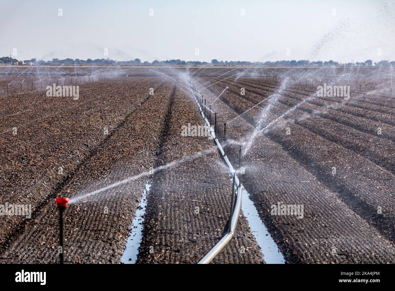 What was a cotton field a week earlier is now tilled and replanted with a cover crop for over wintering in the Central Valley of California USA Stock Photo