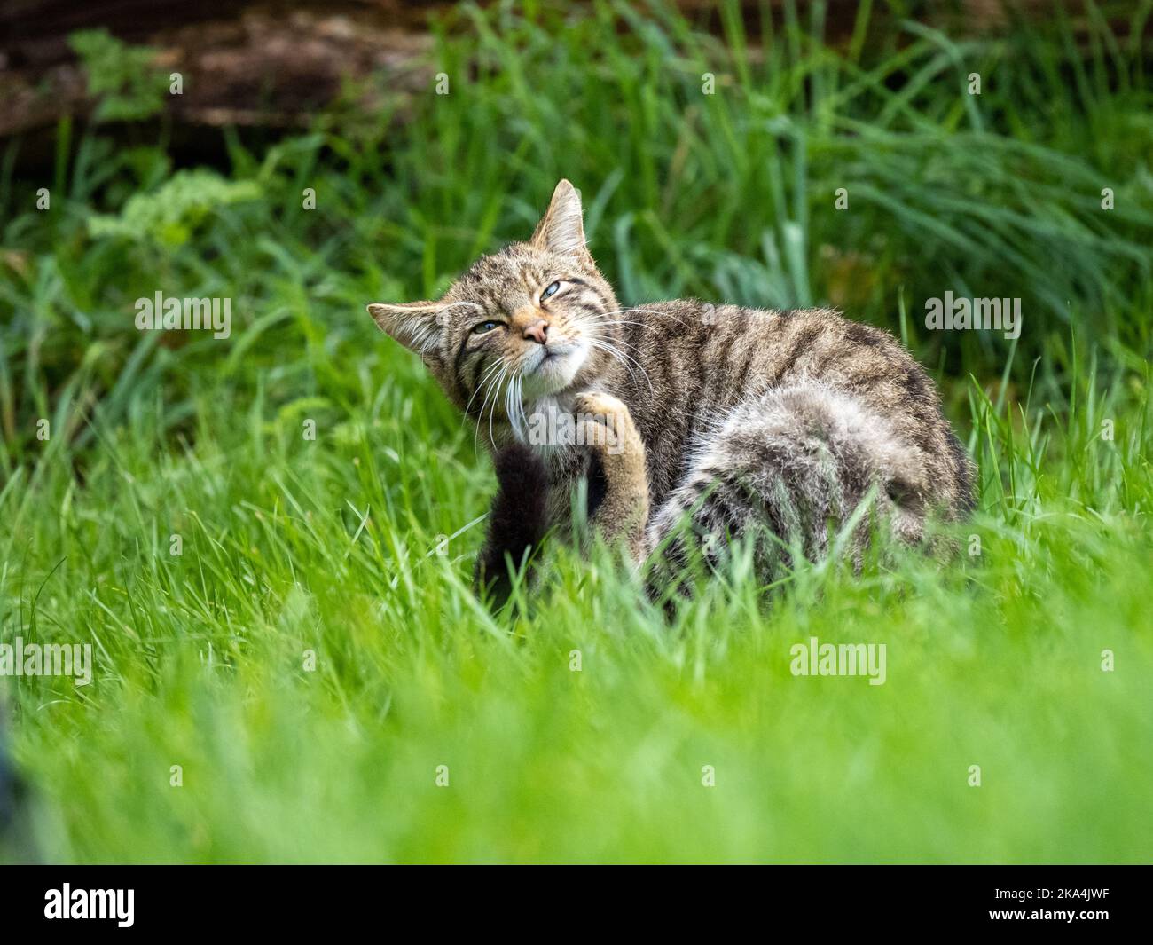 Female Scottish Wildcat Scratching Stock Photo - Alamy