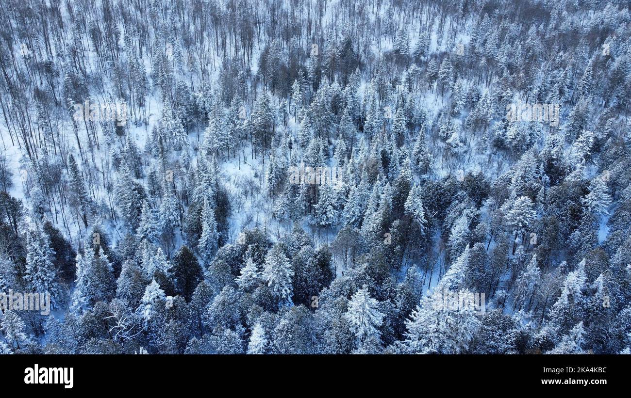 Aerial view snowy pine forest hi-res stock photography and images - Alamy