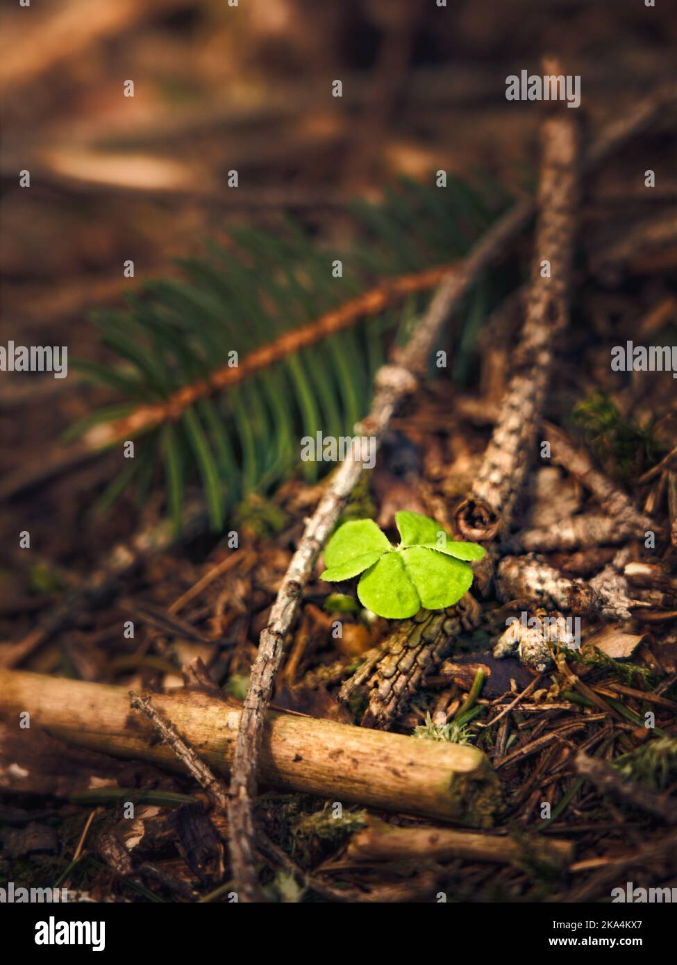 A shallow focus of a tiny cloverleaf surrounded by twigs in the forest Stock Photo