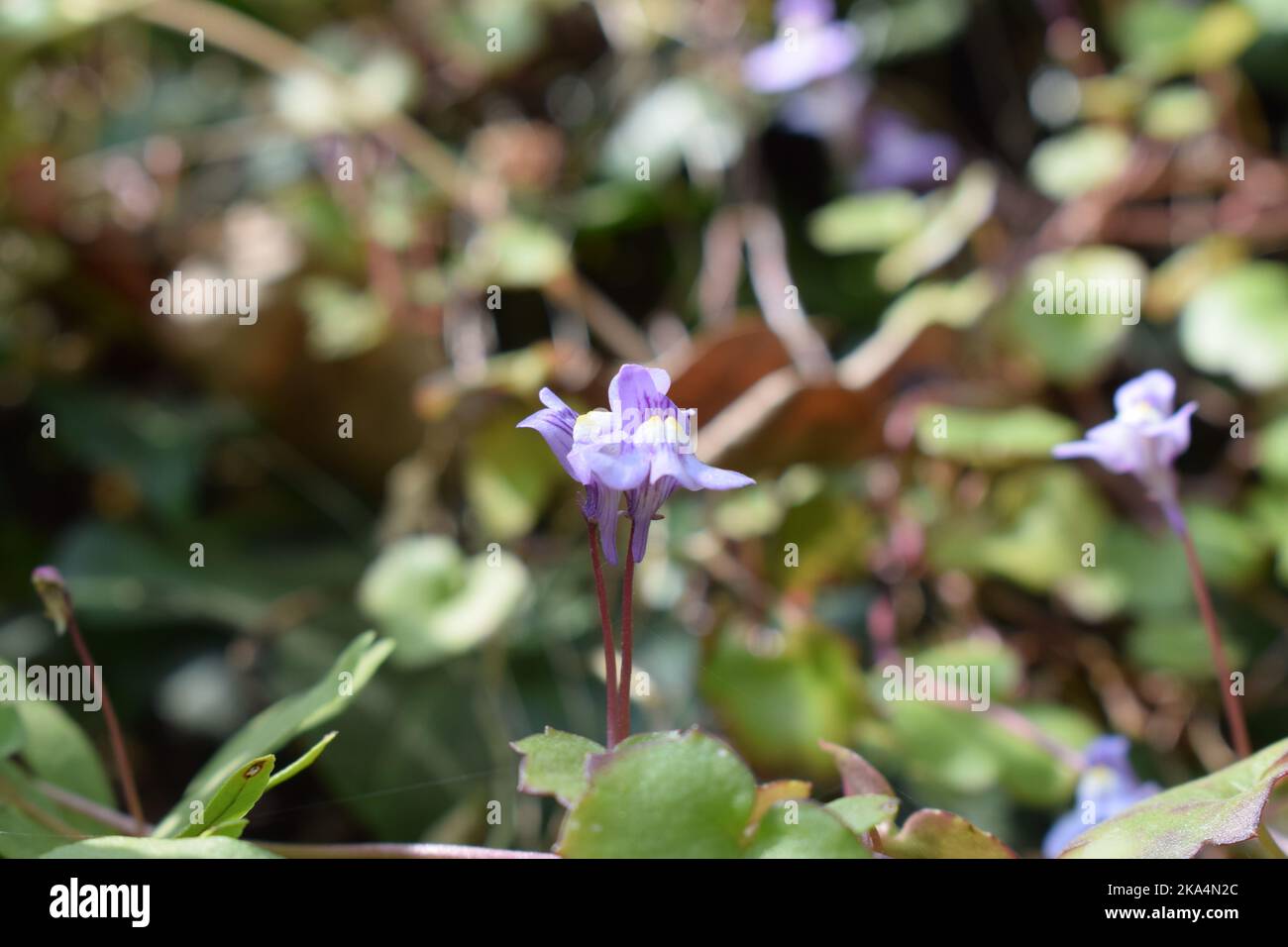 A closeup shot of a blooming purple viola rupestris flower Stock Photo