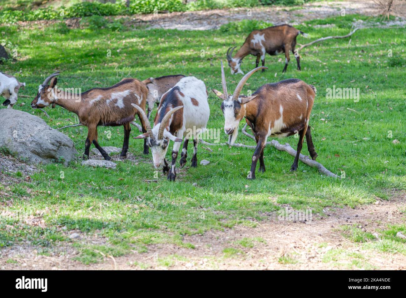 A herd of goats grazing in the green field in Haag zoo Stock Photo - Alamy