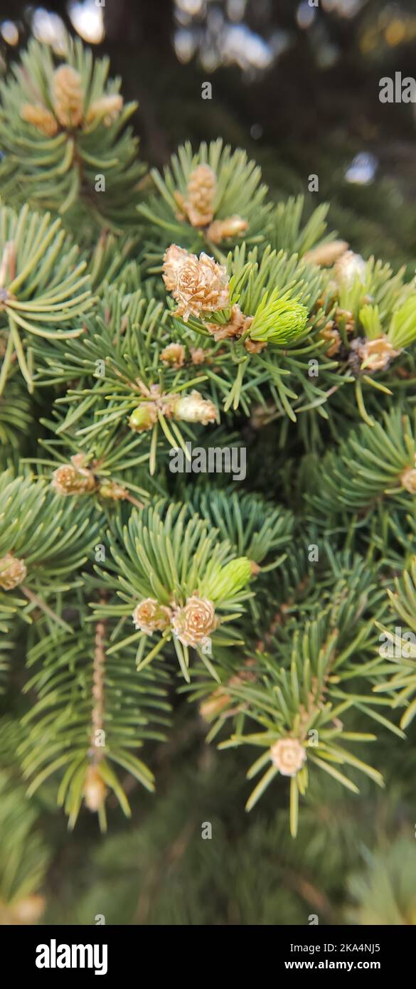 Close up of branches of a green spruce with young small cones, in spring. Stock Photo