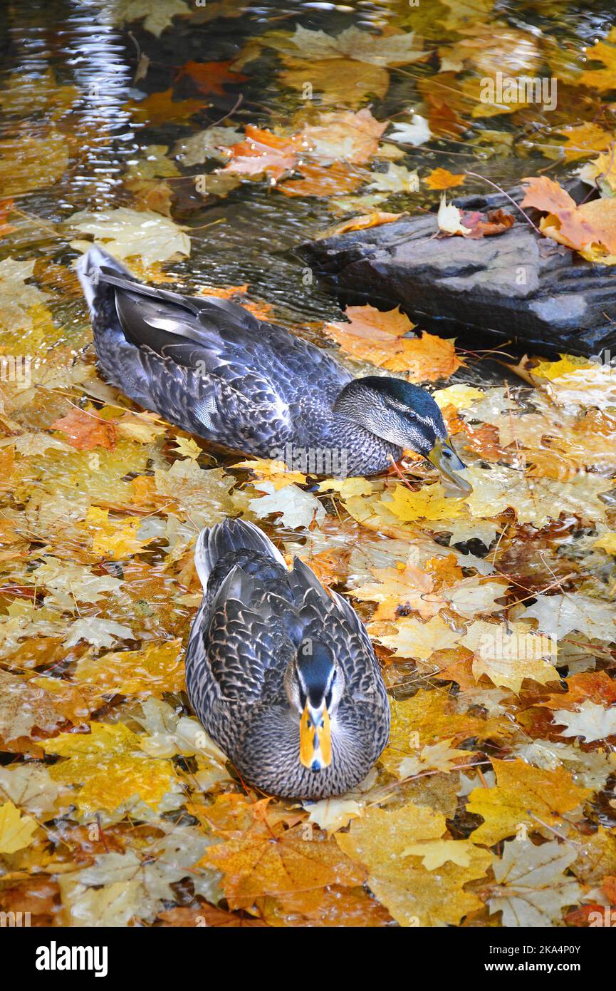 Scenes of farm animals antiques The Lands at Hillside Farms a historic