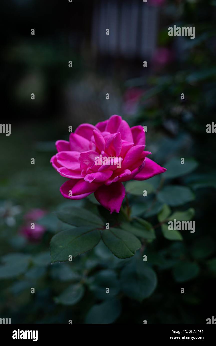 A vertical closeup of the pink rose in the garden surrounded by green ...