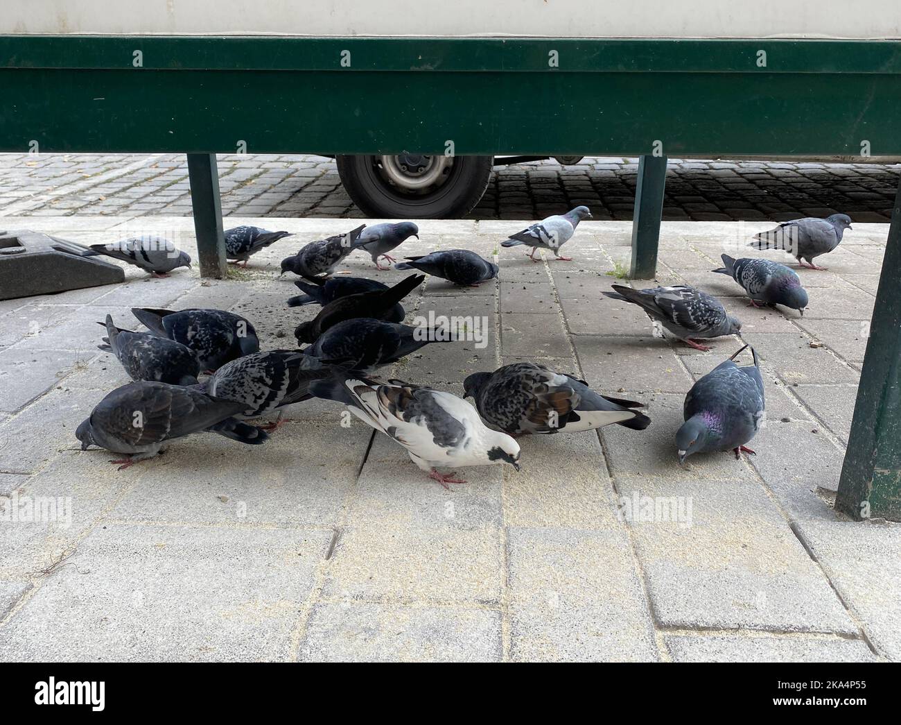 Birds pigeons eating in the city under a structure in the street, Vienna , Austria Stock Photo