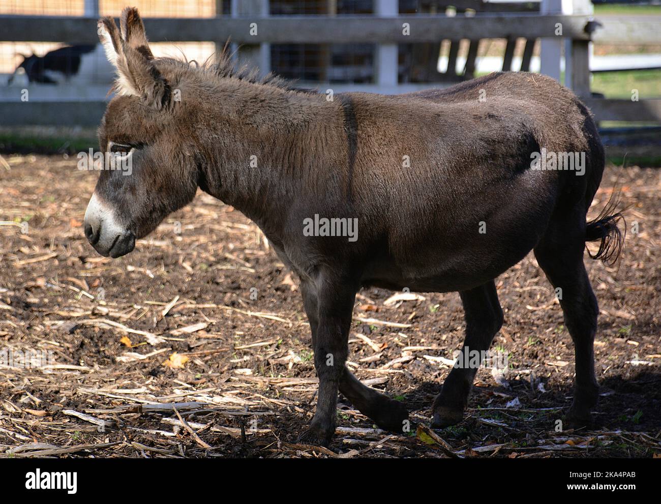Scenes of farm animals antiques The Lands at Hillside Farms a historic