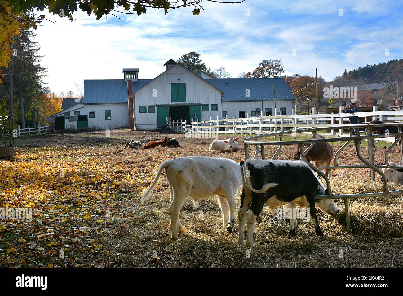 Scenes of farm animals antiques The Lands at Hillside Farms a historic