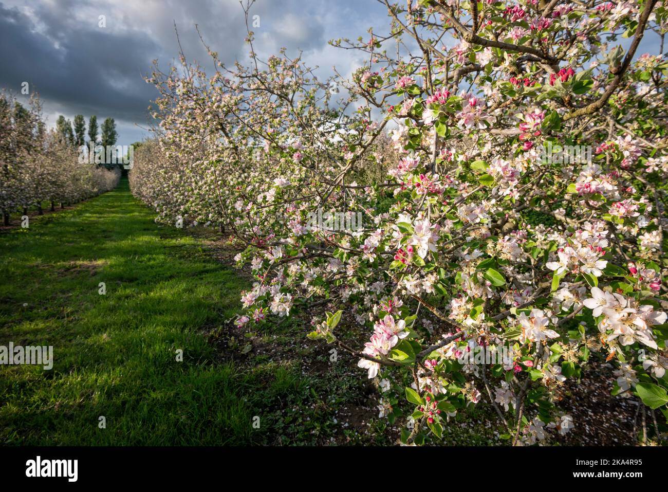 Lopen Somerset Cider Apple Orchards in full bloom Stock Photo