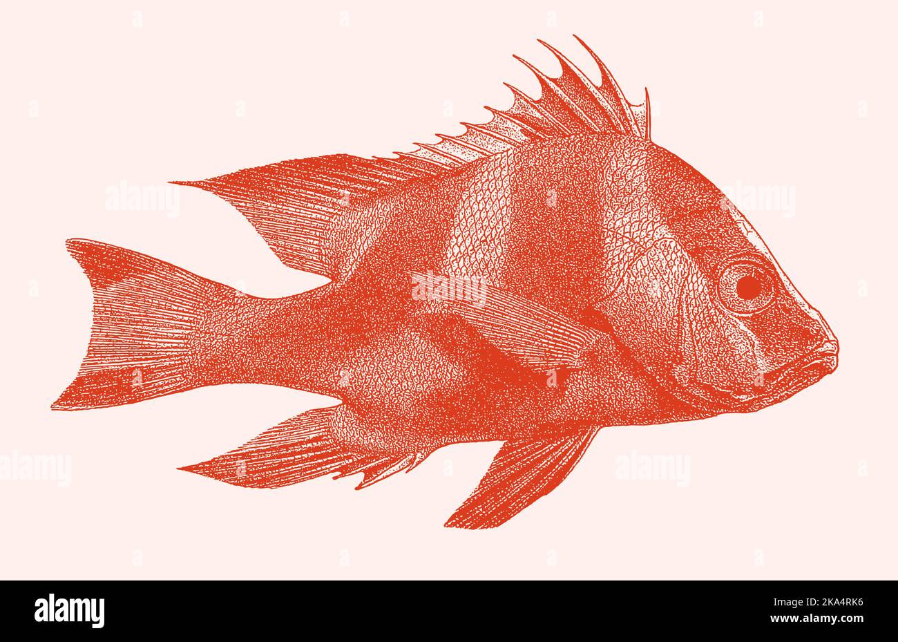 Emperor red snapper lutjanus sebae, tropical marine fish in side view Stock Vector