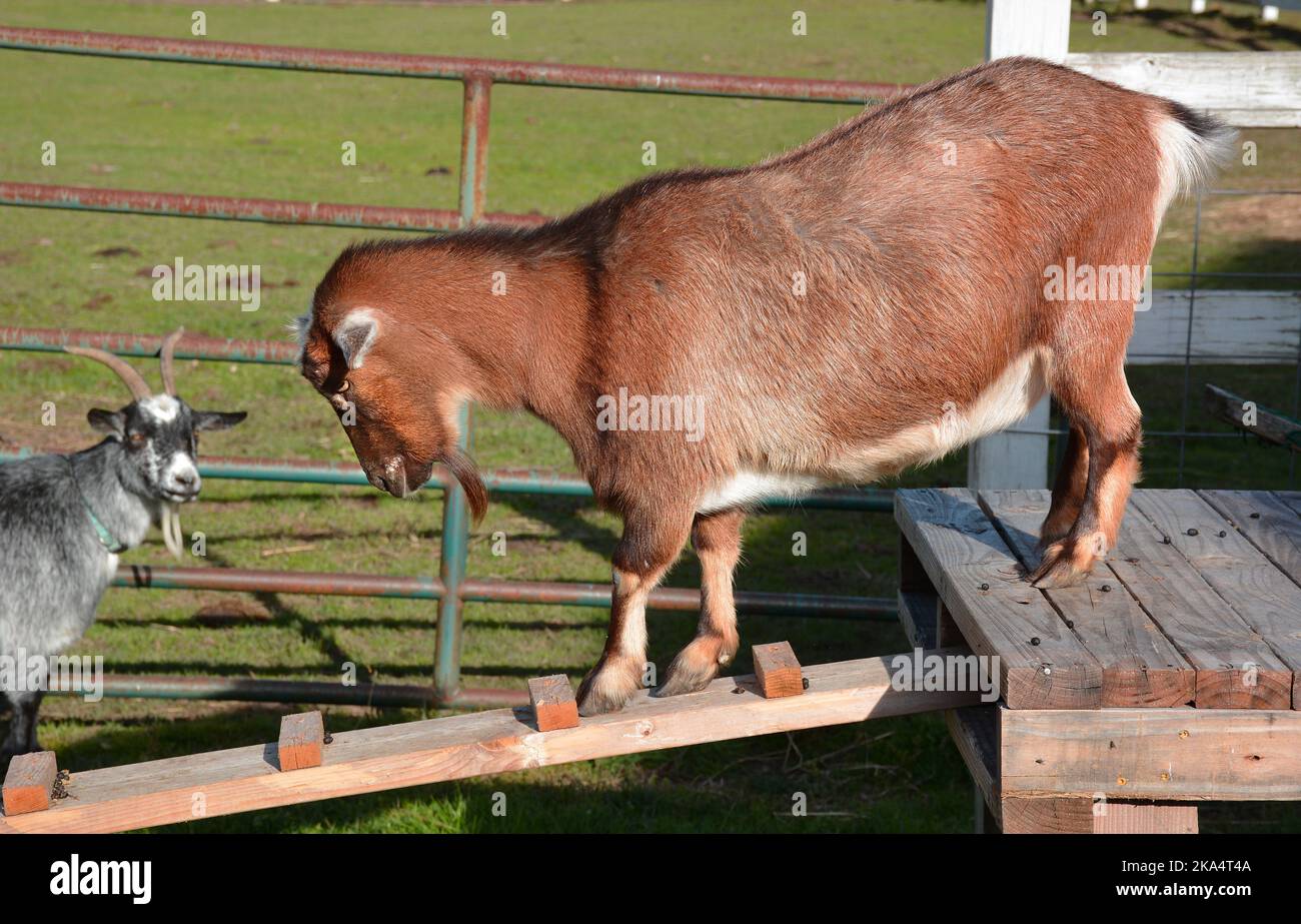 Scenes of farm animals antiques The Lands at Hillside Farms a historic