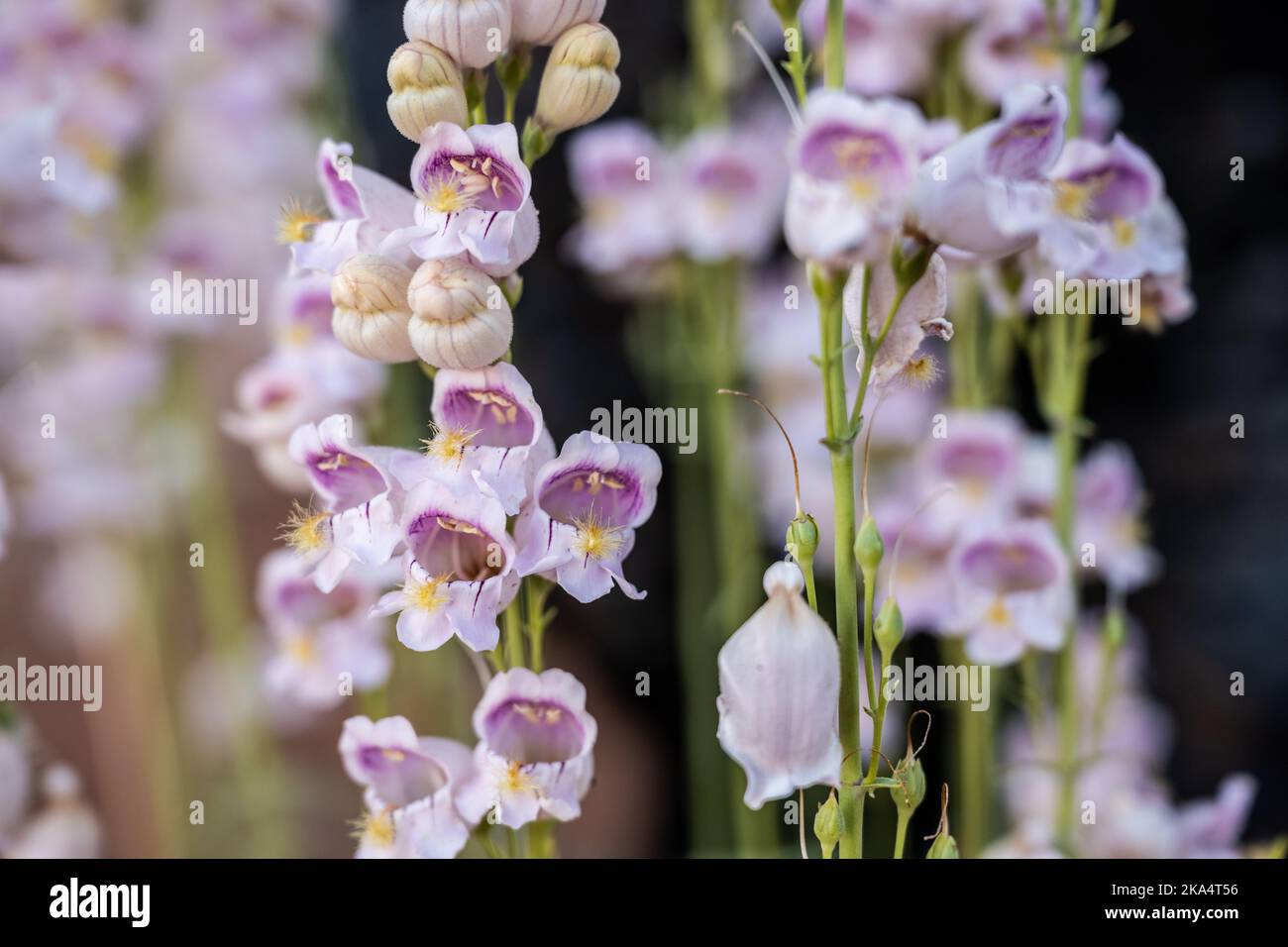 White and Purple Penstemon Blossoms in Zion National Park Stock Photo