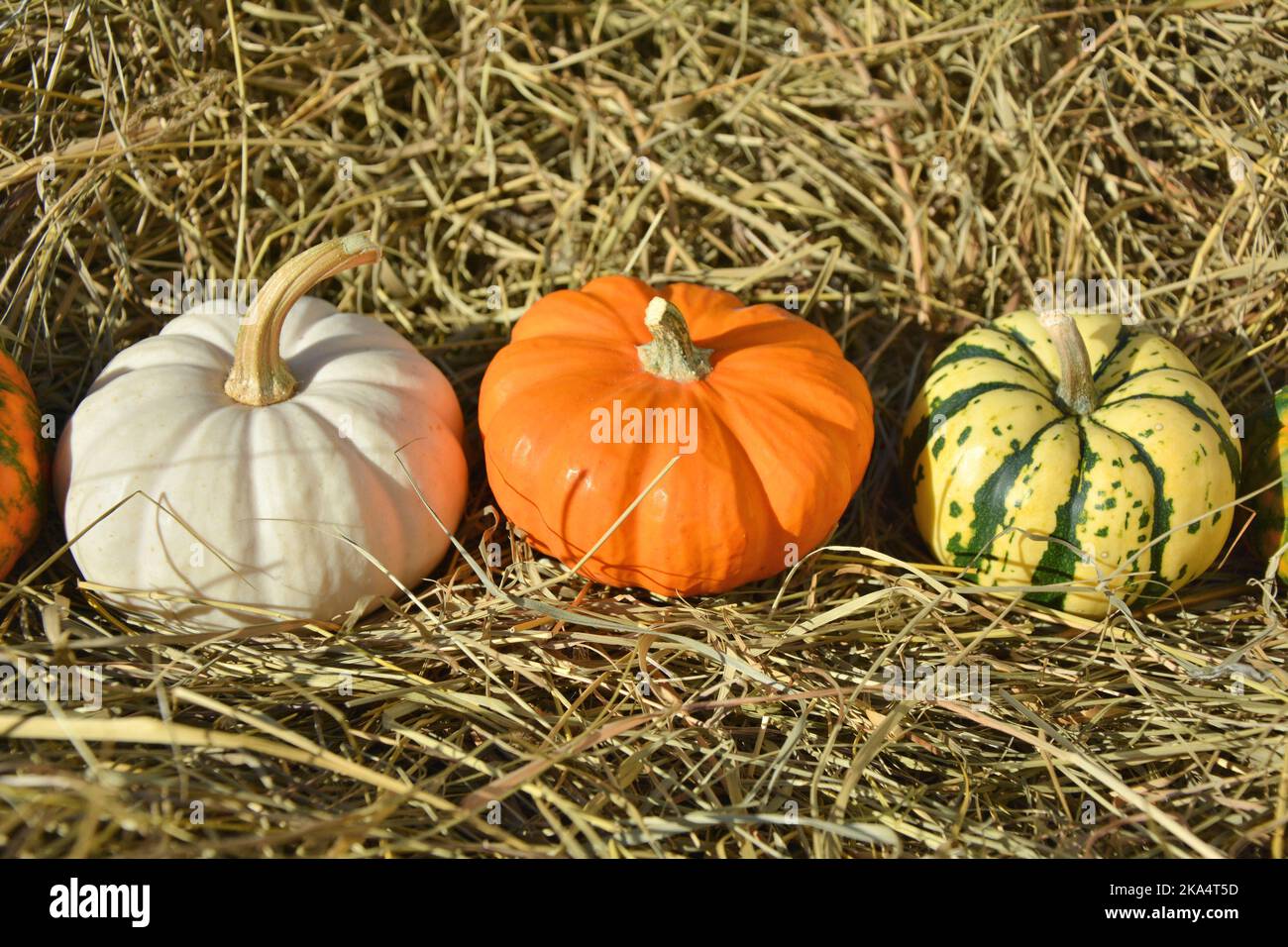 Three mini pumpkins on straw background. Different varieties of pumpkins. Stock Photo
