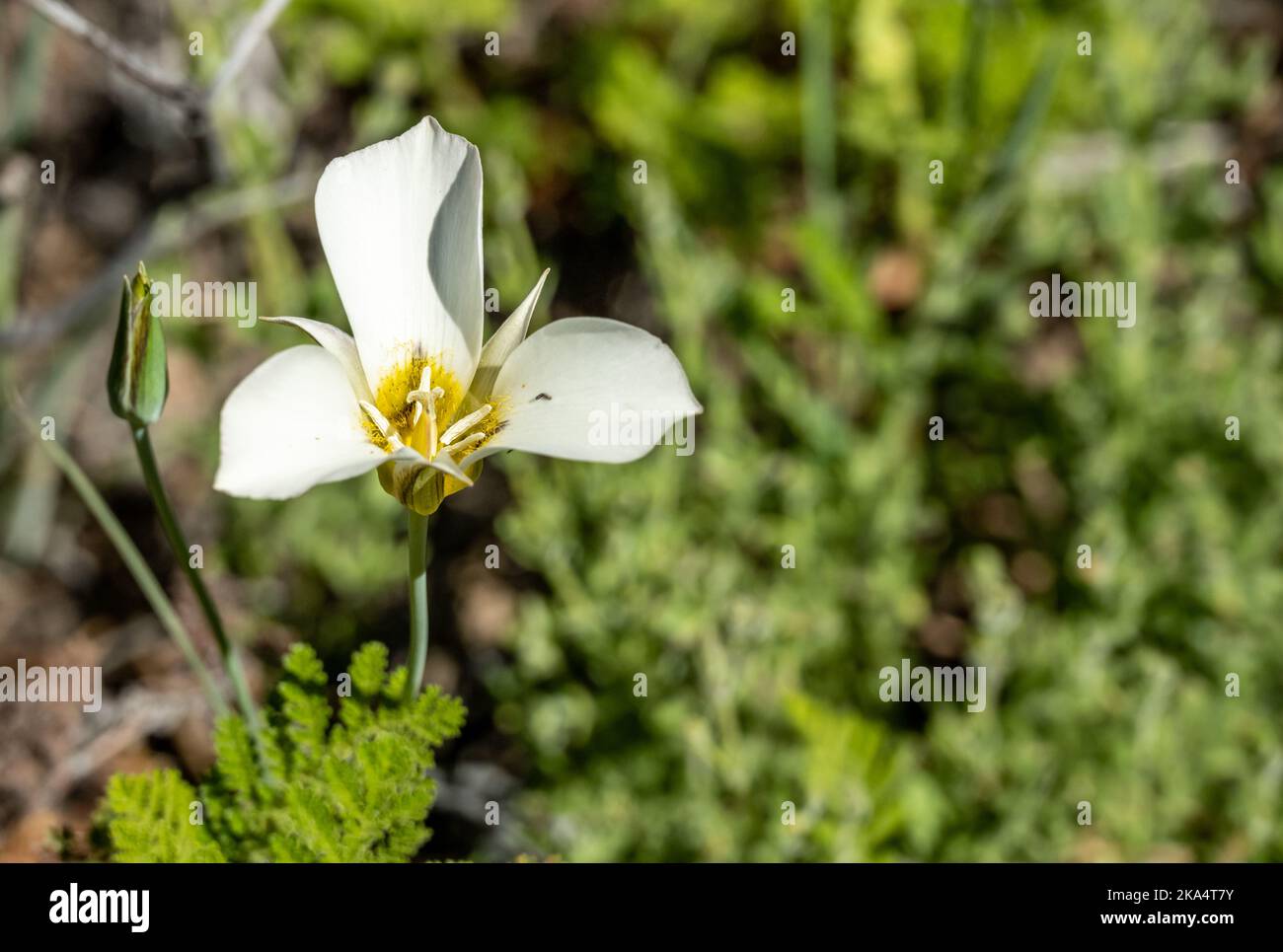 White Petals of Sego Lily Flower with copy space to right Stock Photo