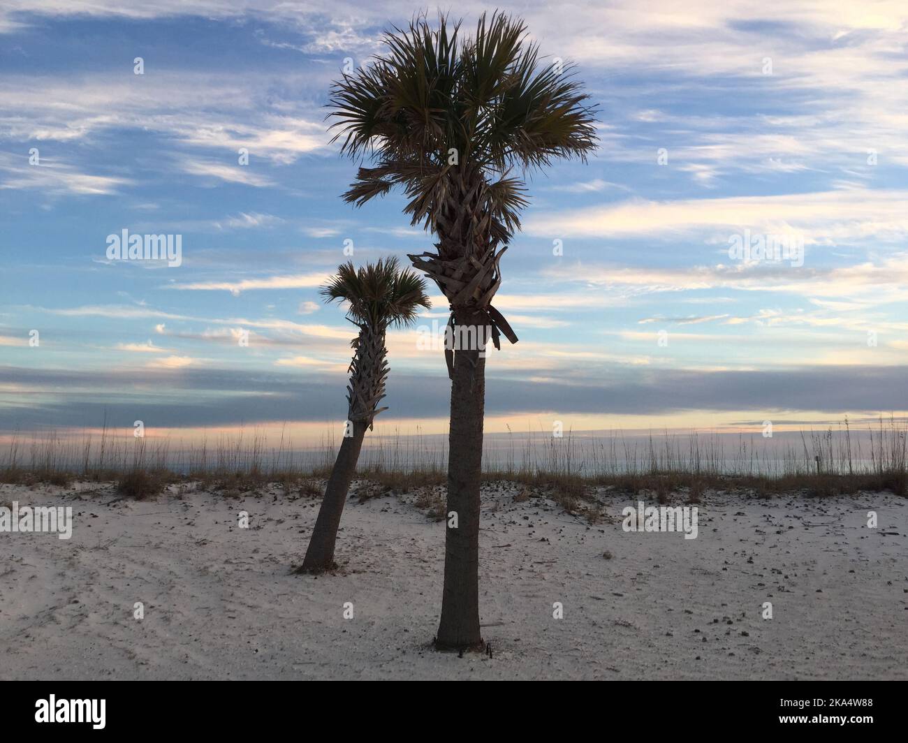 Two palm trees on the beach at sunset, Pensacola beach, Santa Rosa, Florida, USA Stock Photo
