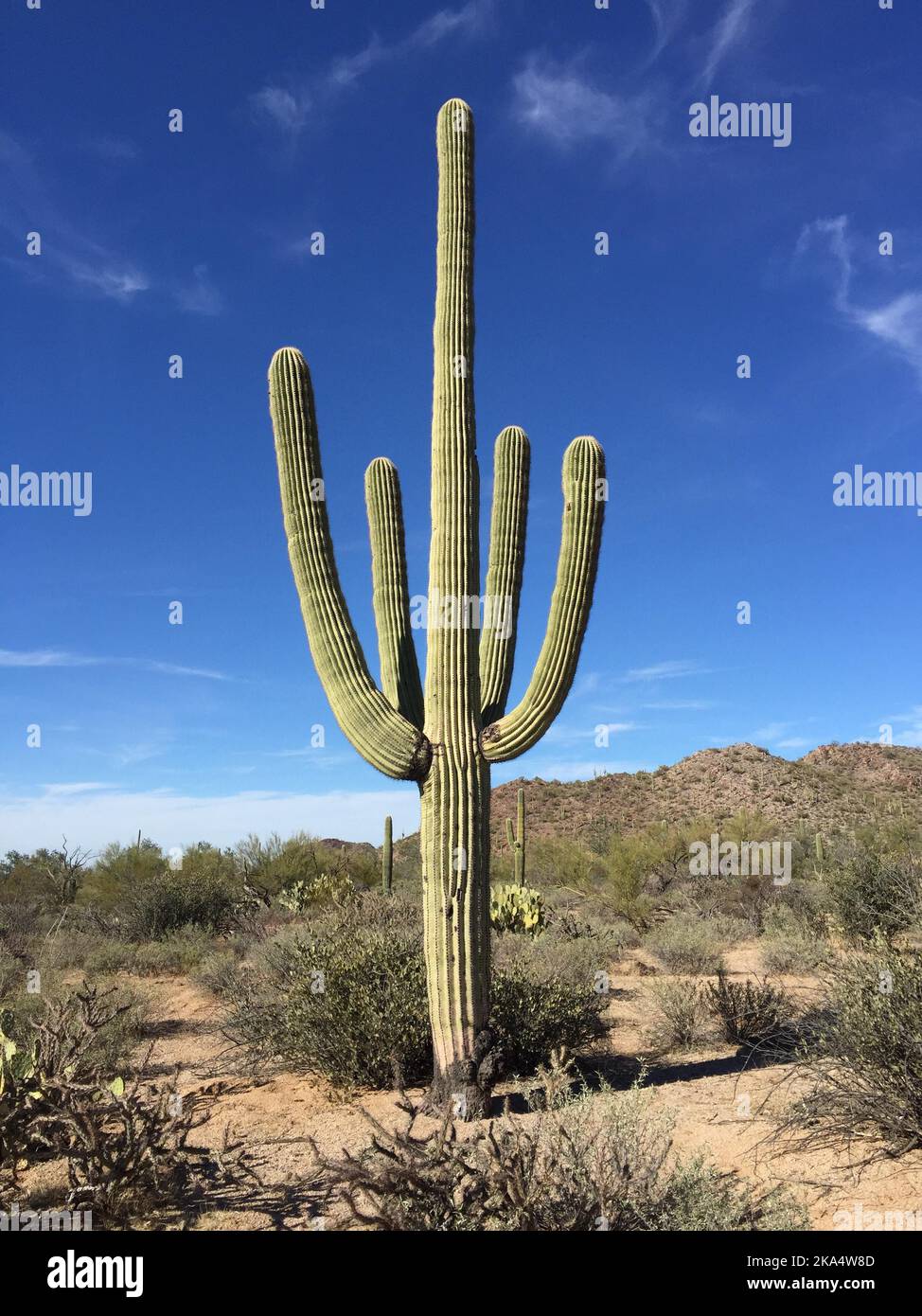 Saguaro cactus growing in Sonoran Desert, Tucson, Pima County, Arizona, USA Stock Photo
