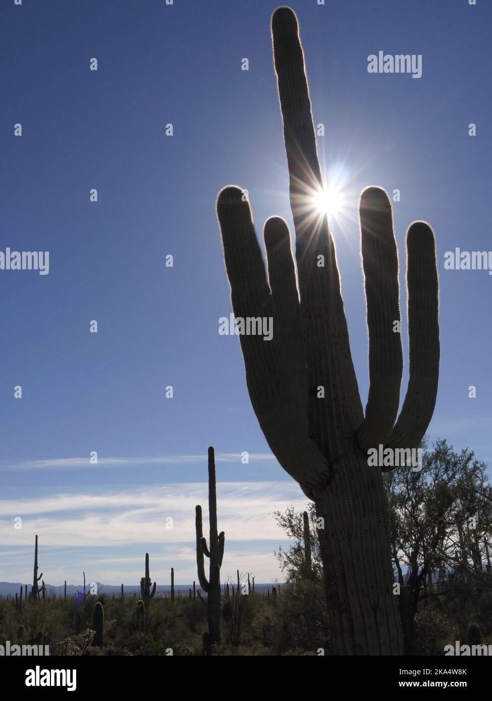 Silhouette of saguaro cactus in Sonoran Desert, Tucson, Pima County, Arizona, USA Stock Photo