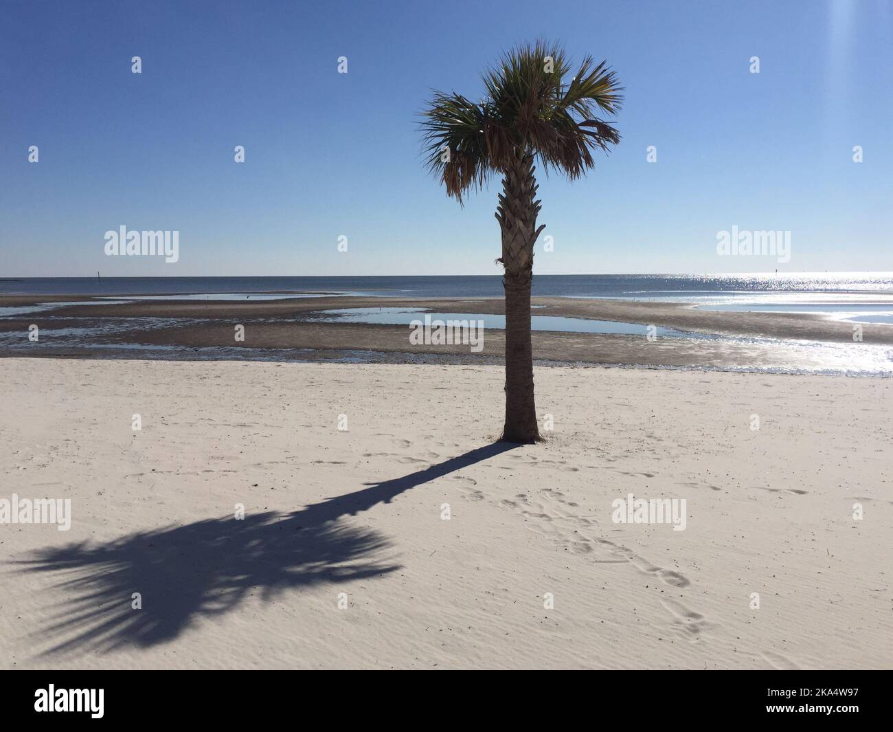 Palm tree and shadow on an empty beach in winter, Biloxi, Mississippi, USA Stock Photo