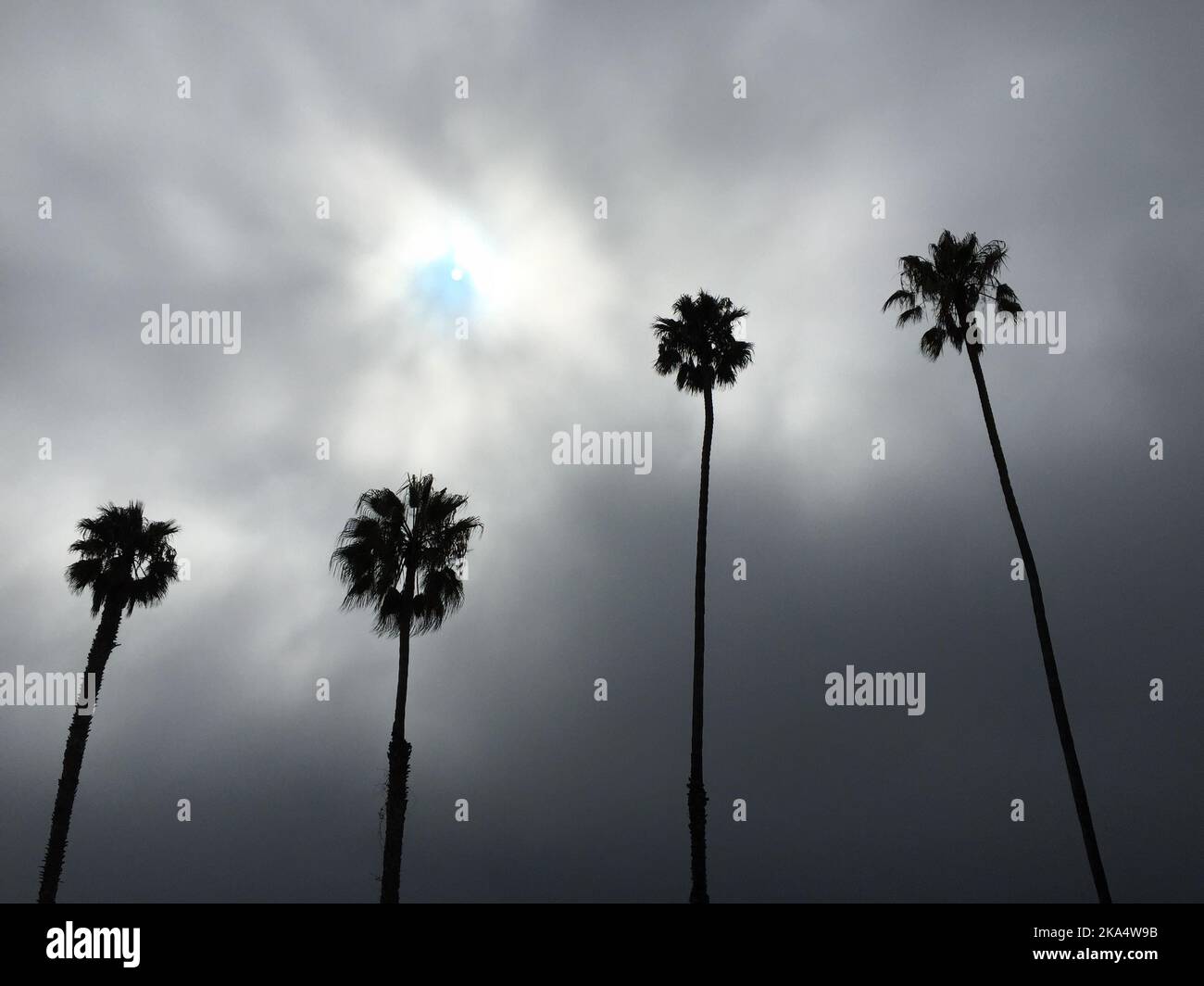 Low angle silhouette of four palm trees in a row on a grey day with sun breaking through clouds, Santa Barbara, California, USA Stock Photo