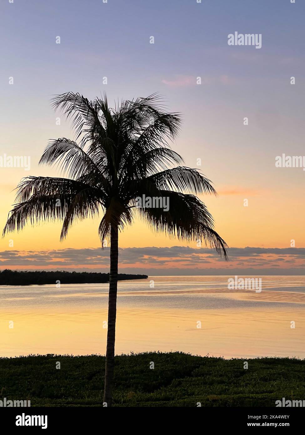 Silhouette of a palm tree at sunset, Florida Keys, Florida, USA Stock Photo