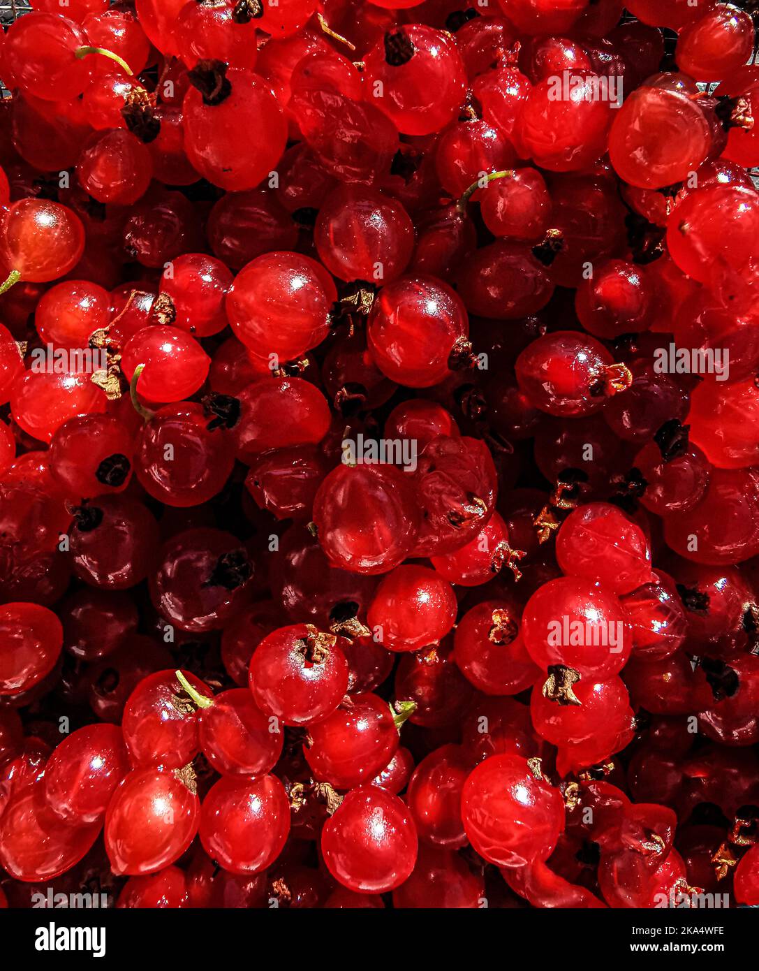 Full frame close-up of redcurrants Stock Photo
