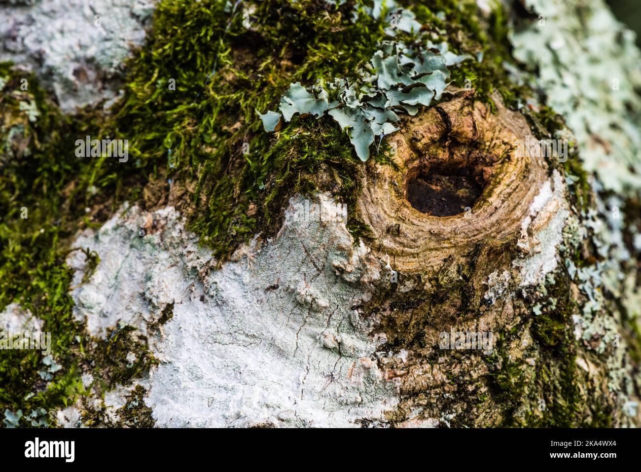 fungus on magnolia tree trunk