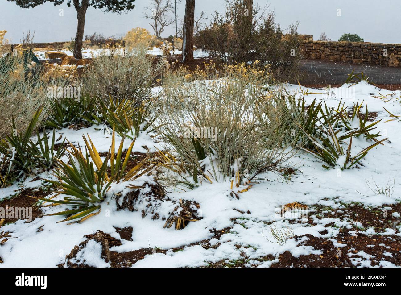 Yucca plant covered in snow, Grand Canyon National Park, Arizona Stock