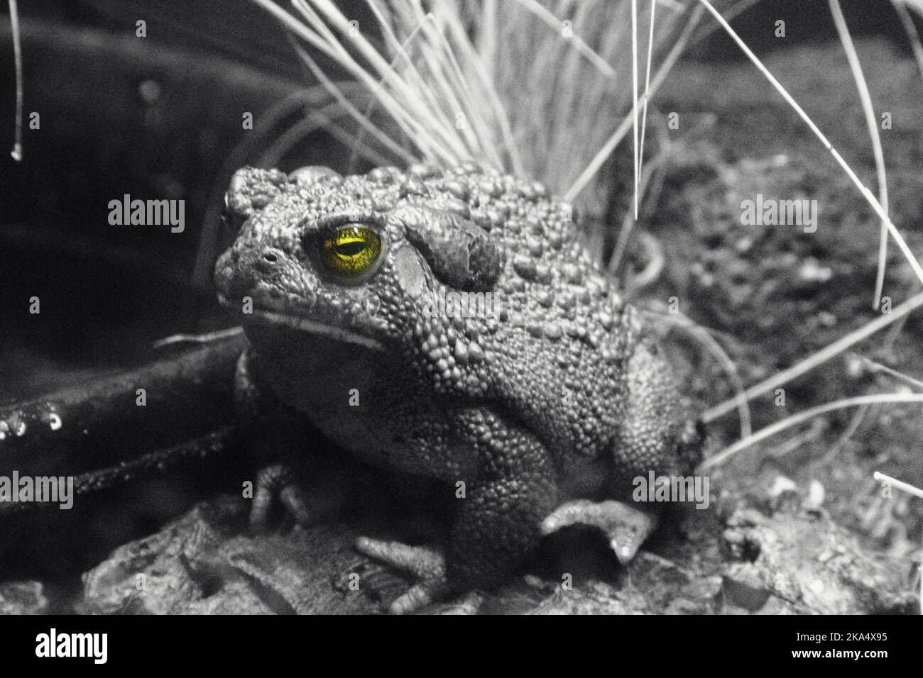 Closeup on Western Toad with only the eyes in color.  The toad is in an enclosure. Stock Photo