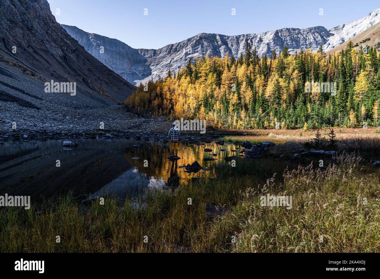 The Golden Larches Changing Before Winter Stock Photo
