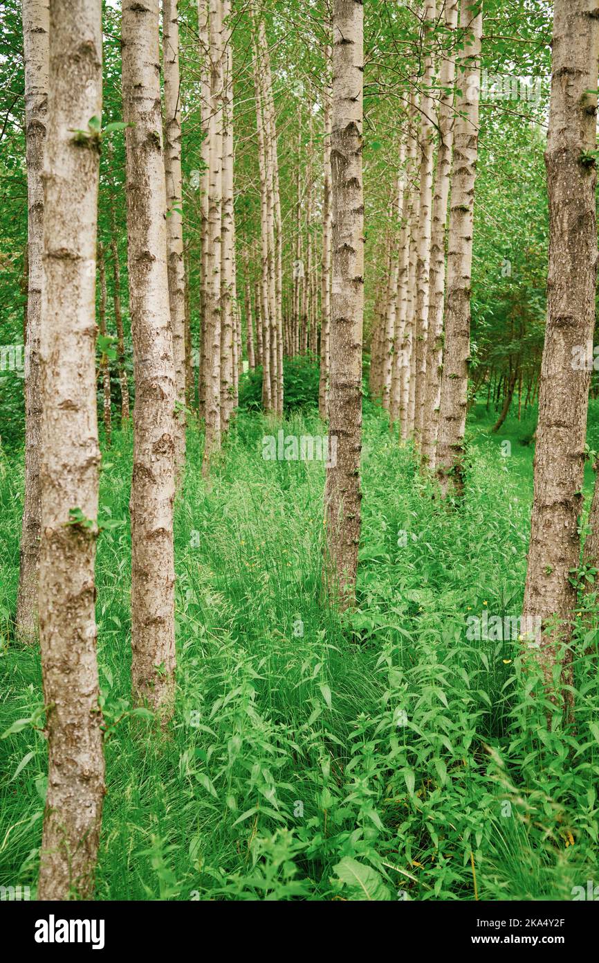 Thin trees and grass in forest Stock Photo Alamy