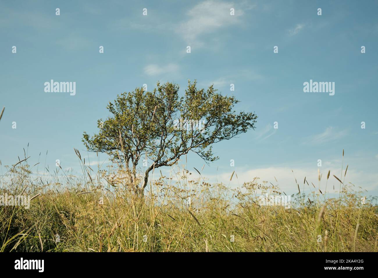 Lush green tree leaf verdant hi-res stock photography and images - Alamy