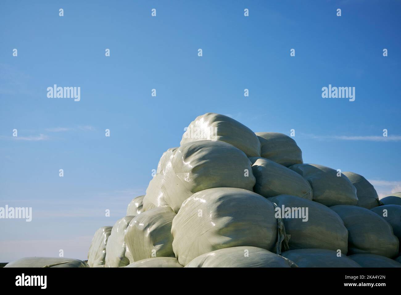 Wrapped silage bales in countryside Stock Photo