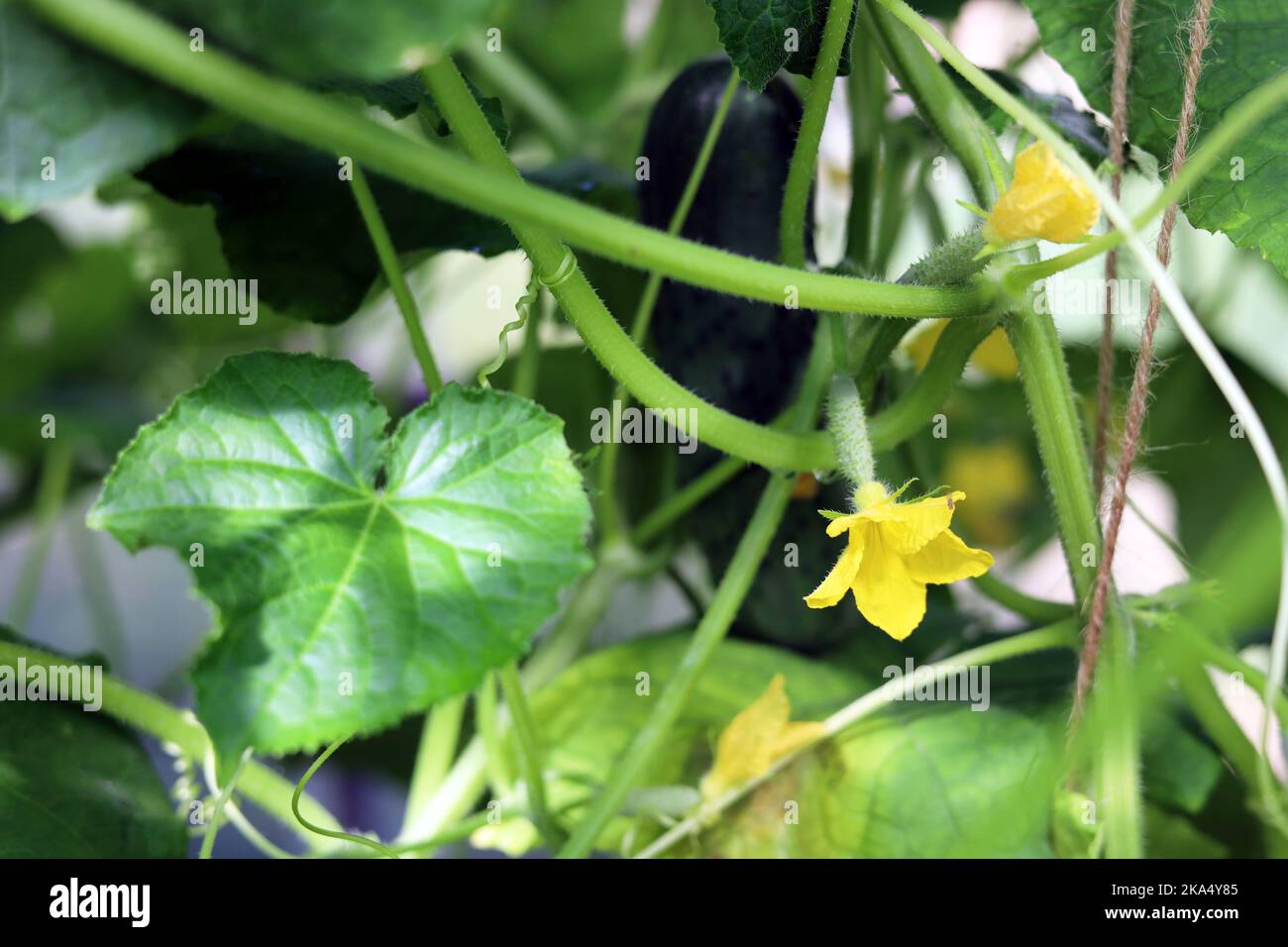 The cucumber fruit grows on a whip Stock Photo