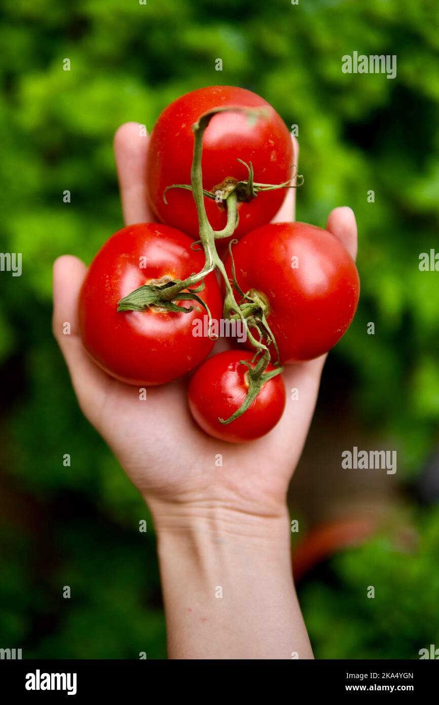 Woman Harvests tomatoes From Her Garden Stock Photo - Alamy