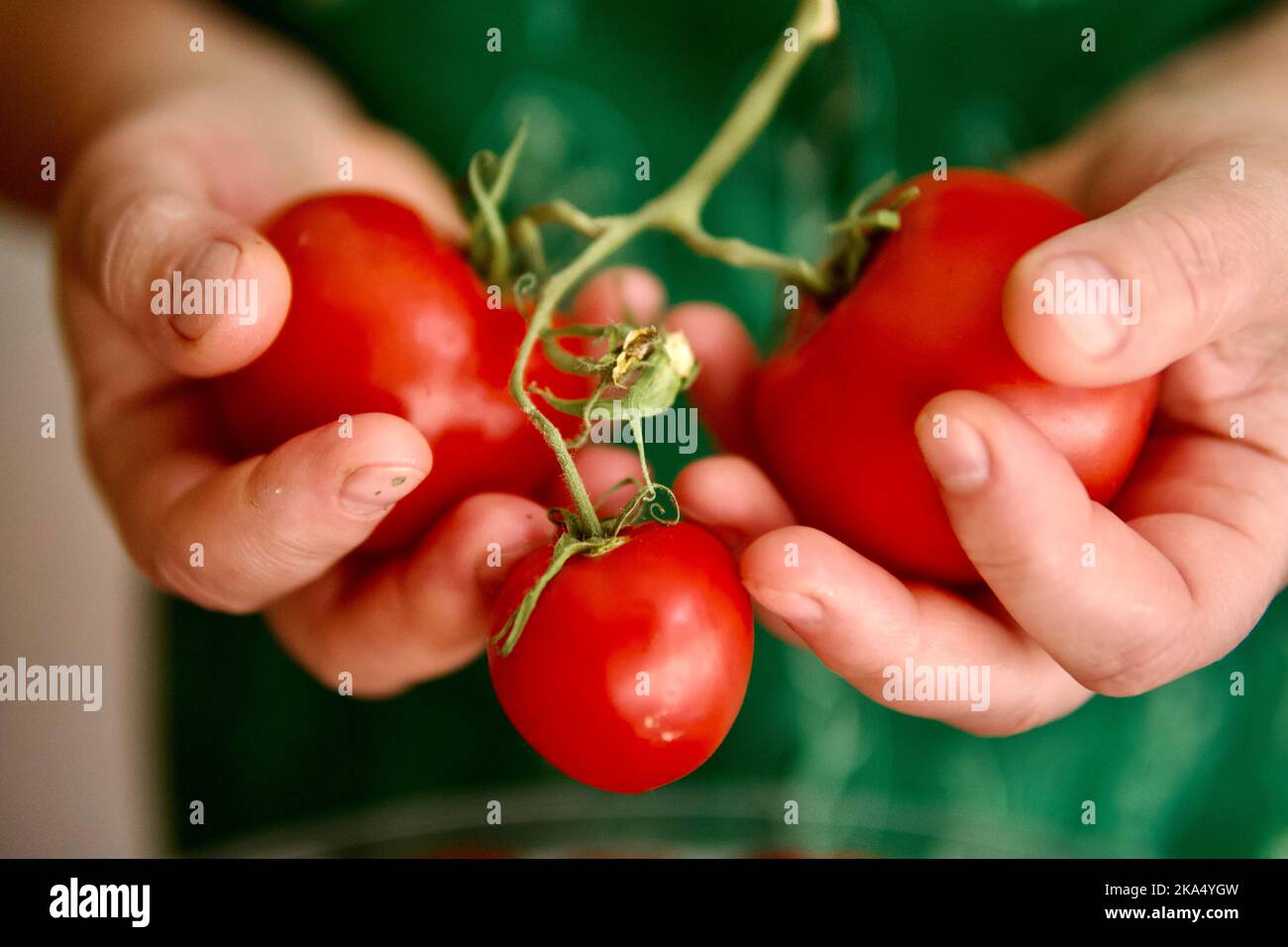 Woman Harvests tomatoes From Her Garden Stock Photo - Alamy