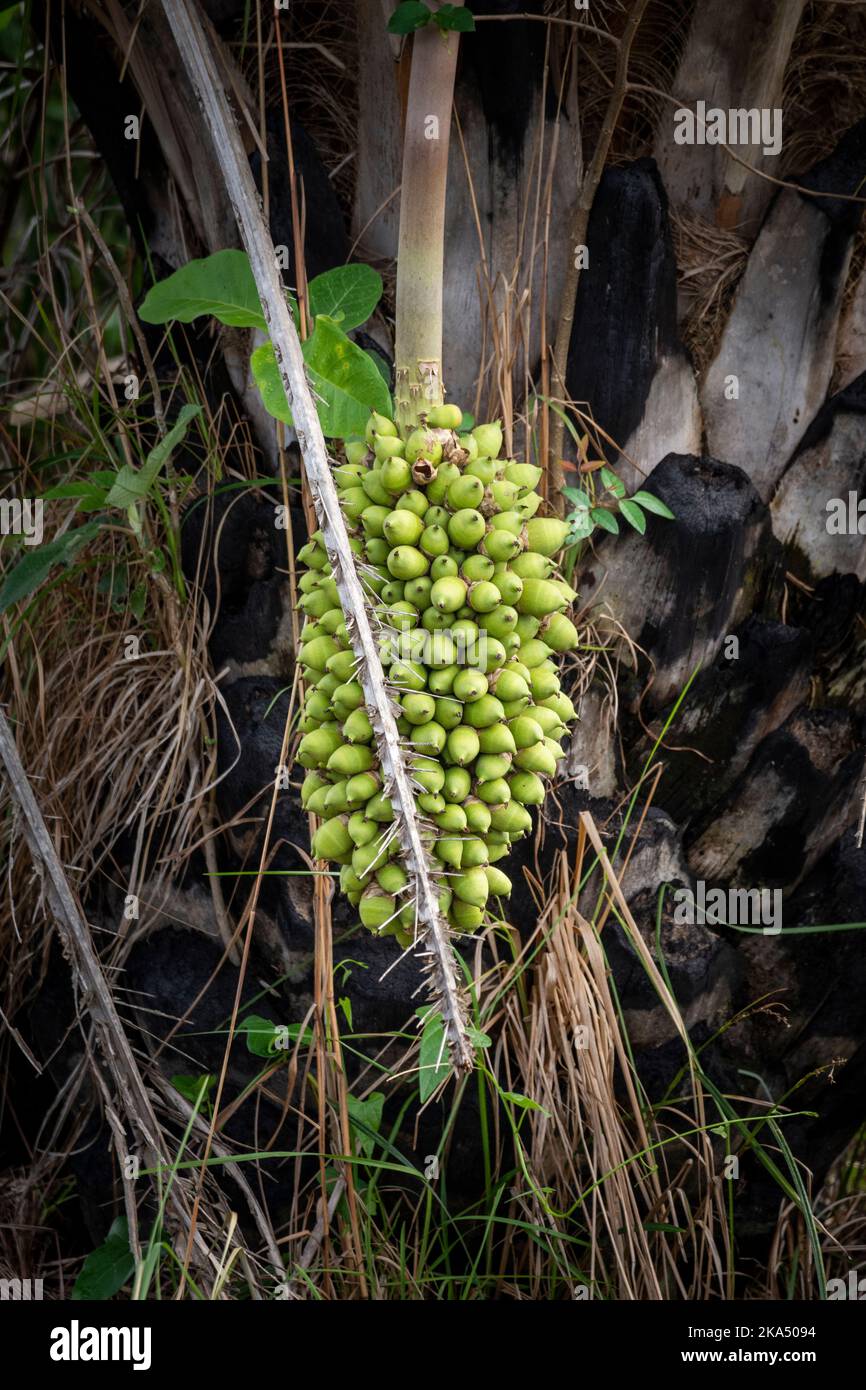 View to green Acuri coconut fruits bunch hanging from palm tree Stock