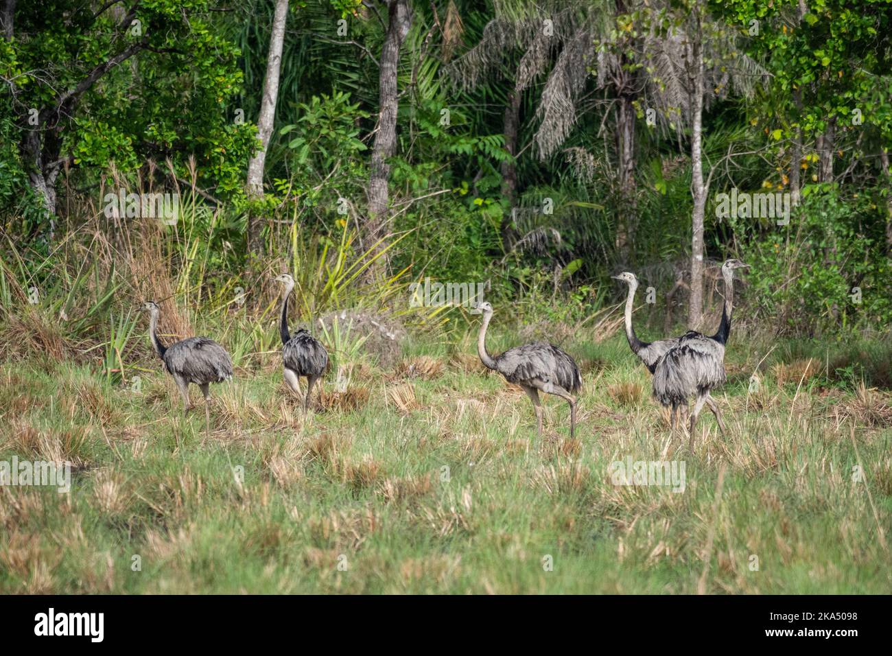 Beautiful view to group of rheas in the Brazilian Pantanal Stock Photo ...