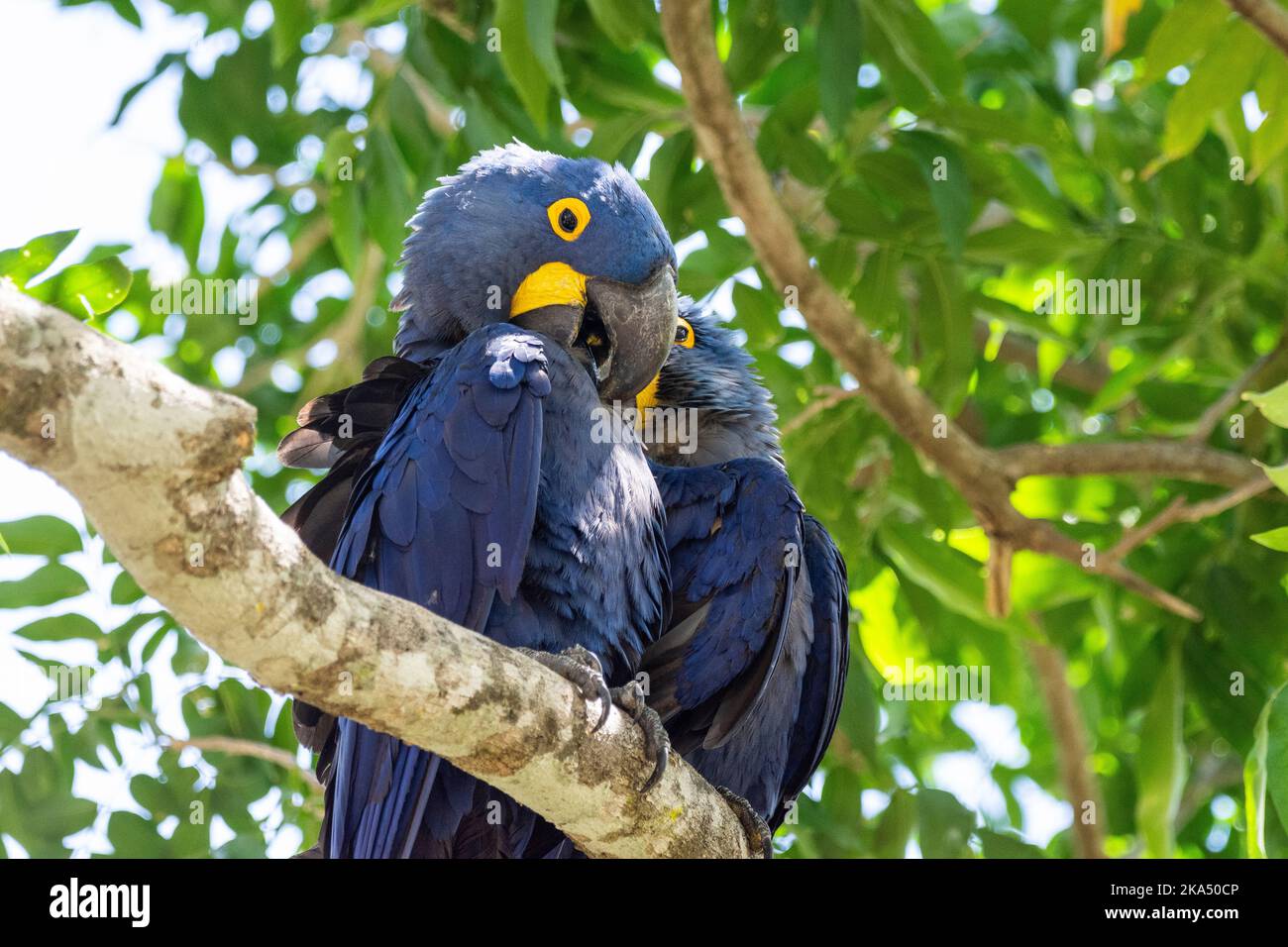 Beautiful view to couple of blue macaws on green tree branch in Stock Photo
