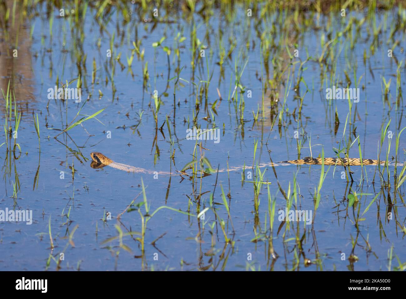 Cobra caninana no Pantanal: veja nossa galeria de fotos