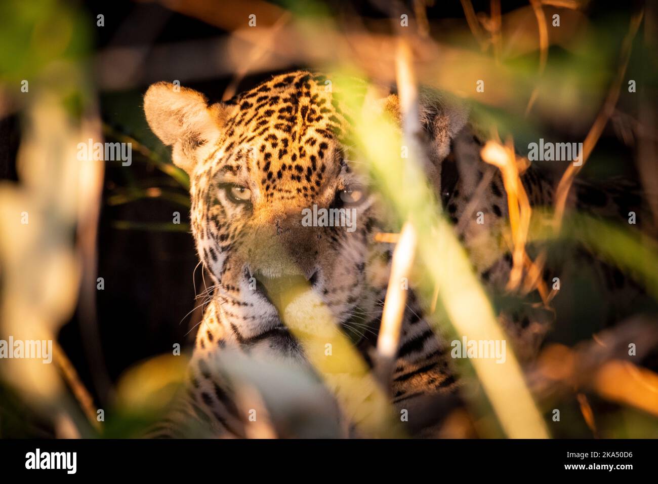 Beautiful close-up view to jaguar in the Brazilian Pantanal Stock Photo