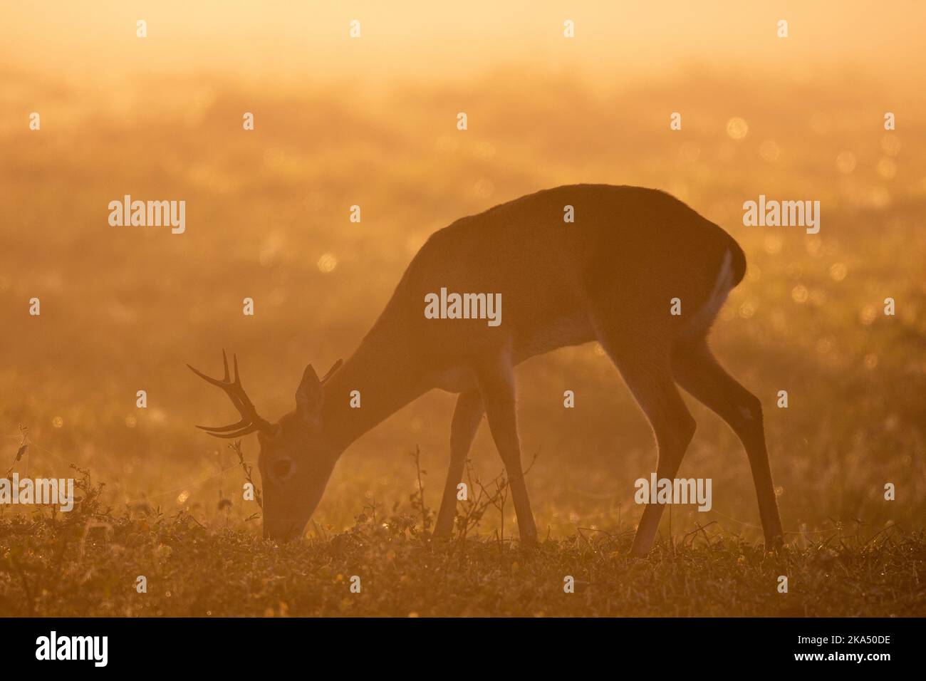 Beautiful sunrise view to Pampas Deer with backlight and morning fog Stock Photo