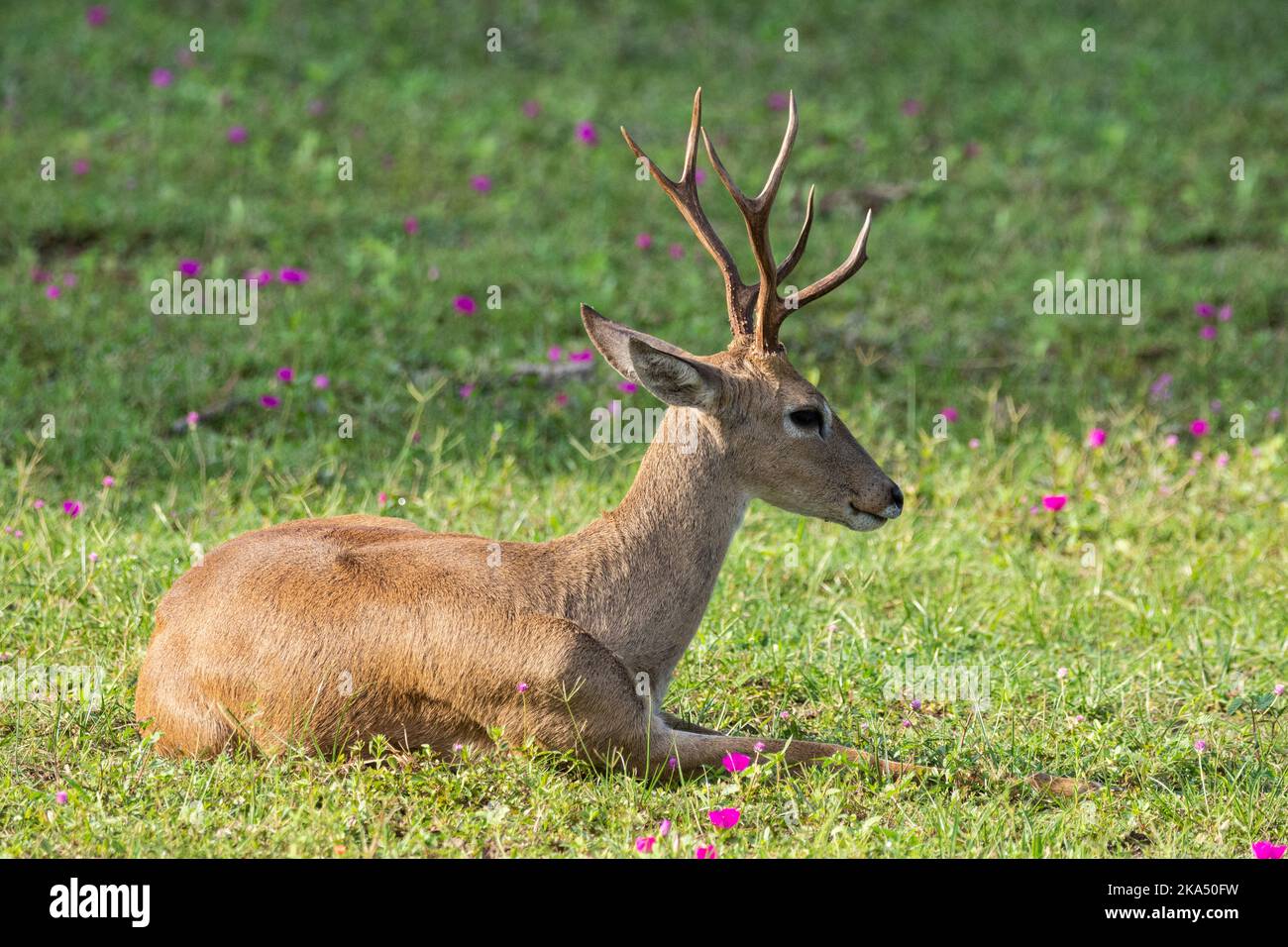 Beautiful view to pampas deer on green grass ground Stock Photo
